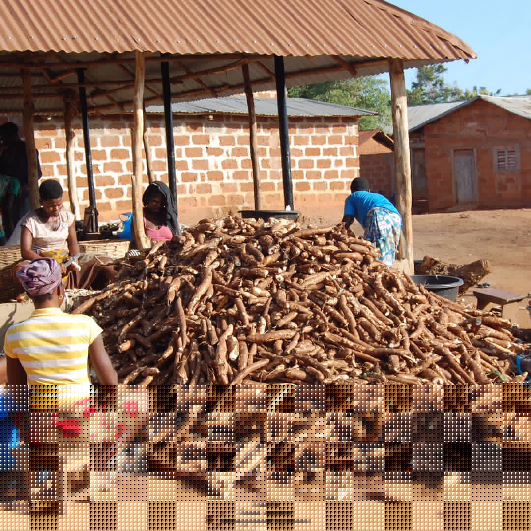 GRADEL ONG: Projet KASSAV 2021